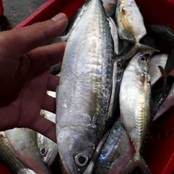 freshness indian mackerel