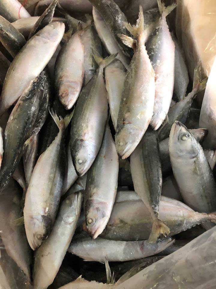 frozen indian mackerel IQF