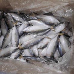 bulk 10kgs indian mackerel