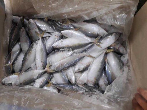 bulk 10kgs indian mackerel