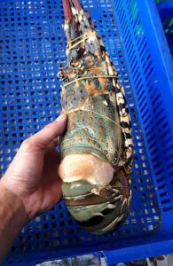 big lobster frozen from Vietnam