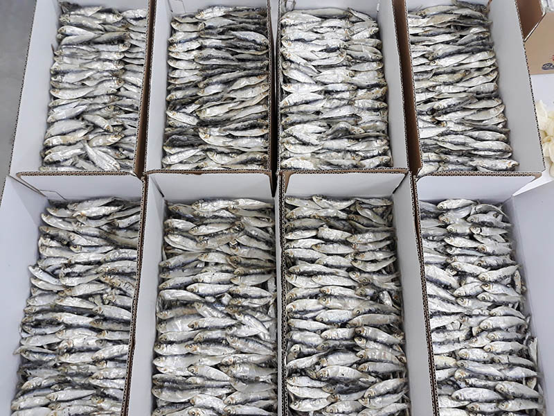 Difference between Sardine and Herring